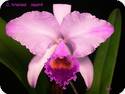 Cattleya trianaei var. aquinii